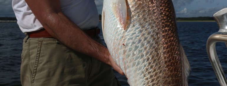 Wayne Bloom with an absolute stud Bull Red
