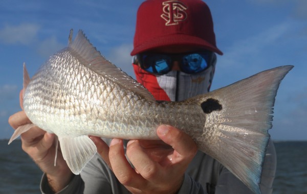 Chip with a pretty little Blue Tailed, Red Fish