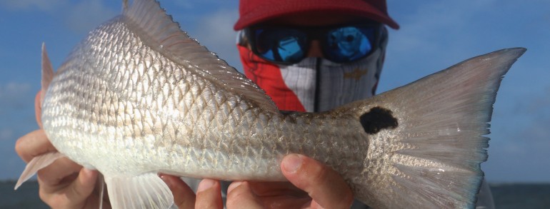 Chip with a pretty little Blue Tailed, Red Fish