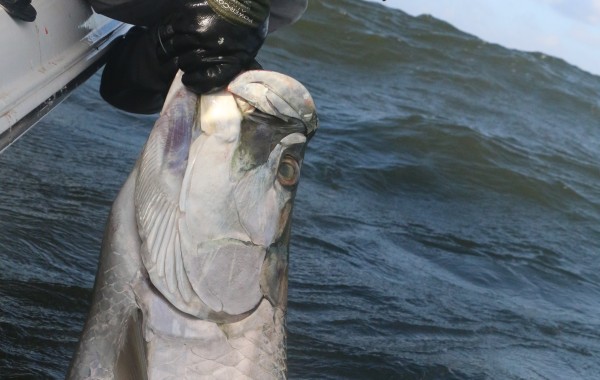 Chip Dellinger with the victory shot of 100+ pound Tarpon
