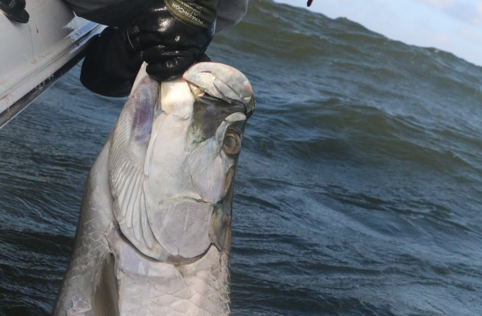 Chip Dellinger with the victory shot of 100+ pound Tarpon
