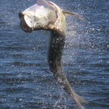 Action shot of a large Tarpon in full breach
