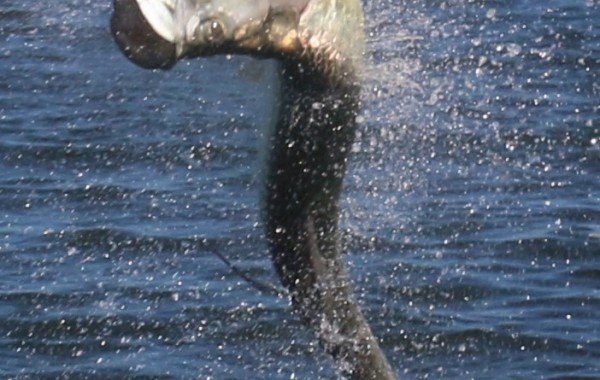 Action shot of a large Tarpon in full breach