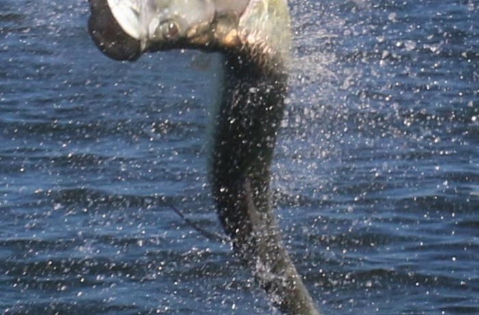 Action shot of a large Tarpon in full breach