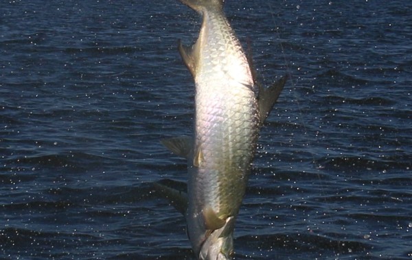 Action shot of a monster Tarpon doing cart wheels