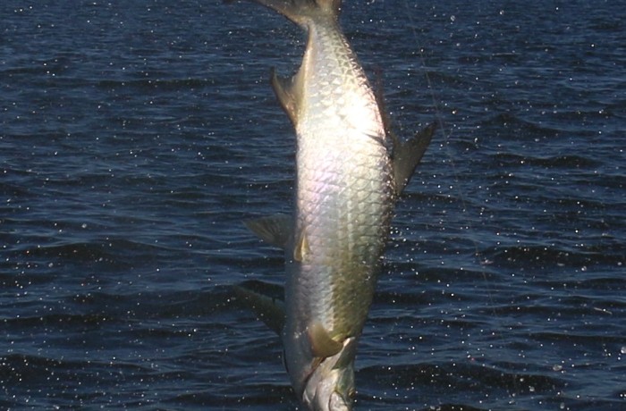 Action shot of a monster Tarpon doing cart wheels