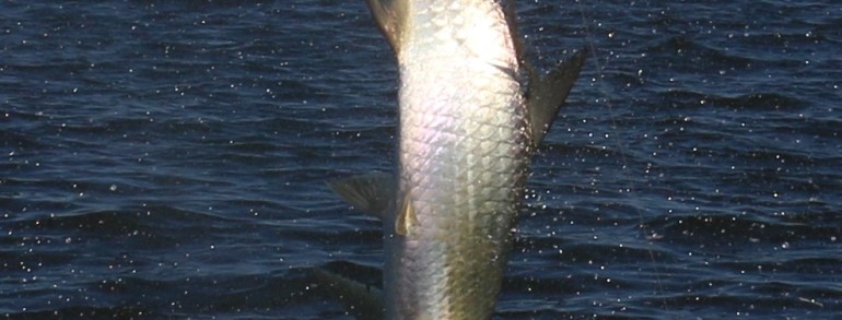 Action shot of a monster Tarpon doing cart wheels