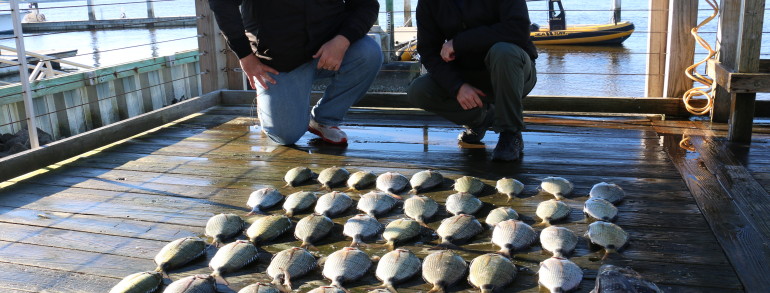 Porgies on deck!