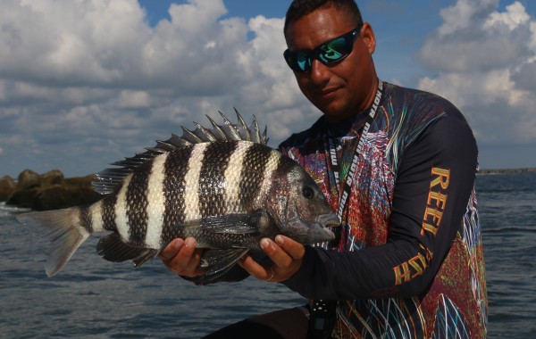 A solid 8 pound Sheepshead