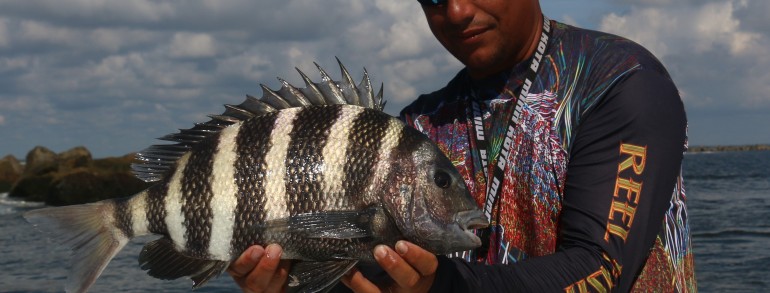 A solid 8 pound Sheepshead