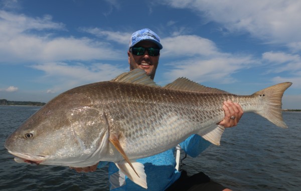 46 inch Bull Red