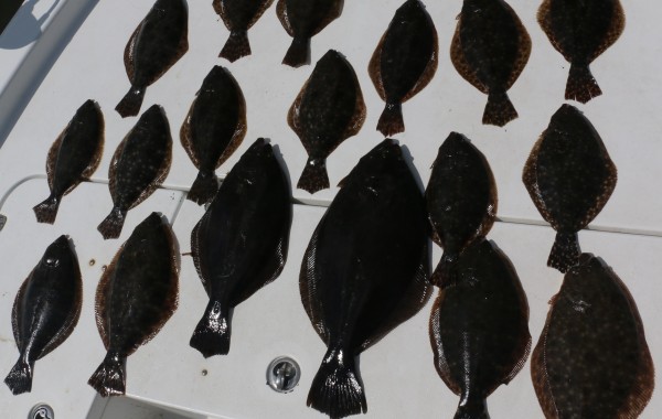 Several limits of Flatties