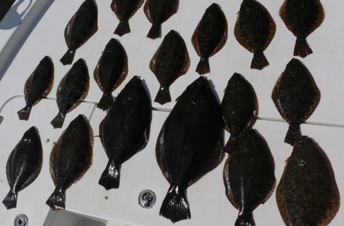 Several limits of Flatties