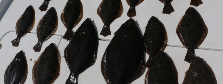 Several limits of Flatties