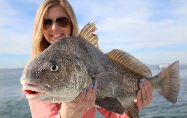 Perfect eating sized Black Drum