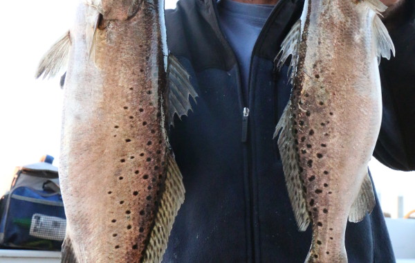Couple of Gator Trout