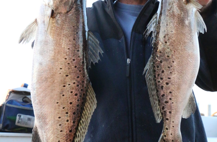 Couple of Gator Trout