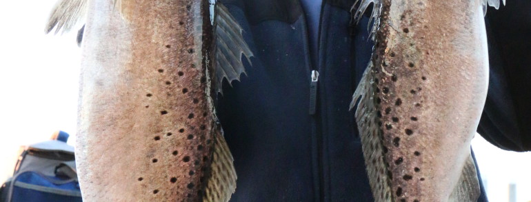 Couple of Gator Trout