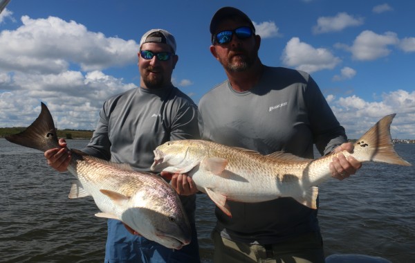 Double up on Donkeys