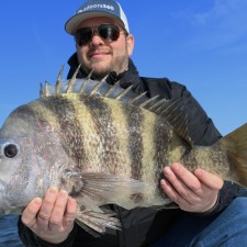 10 pound Sheepshead