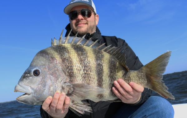 10 pound Sheepshead