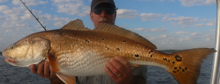 A coppery Bull Red