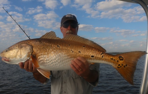 A pretty, lit up Red Fish