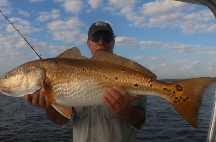 A pretty, lit up Red Fish