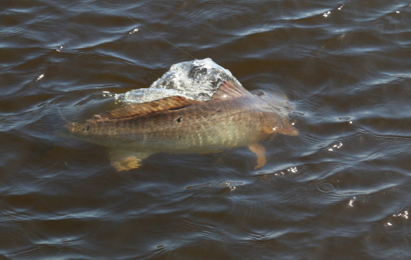 Bull Red action shot