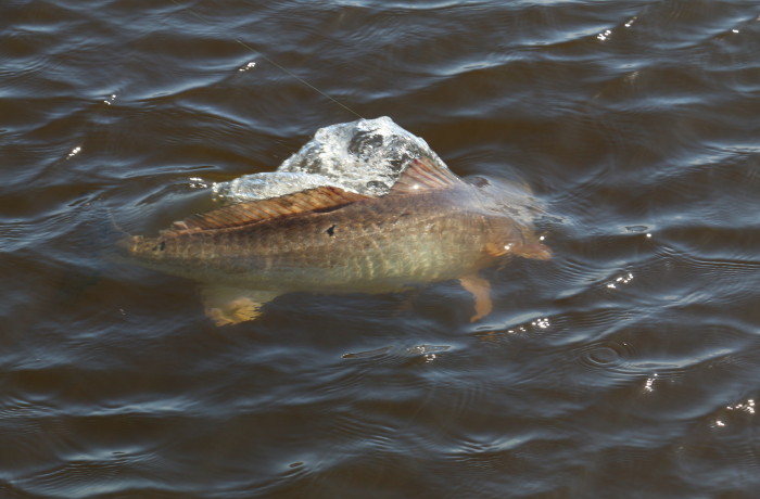 Bull Red action shot