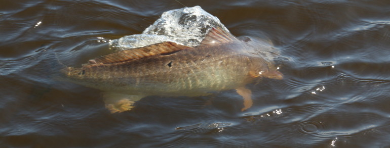 Bull Red action shot