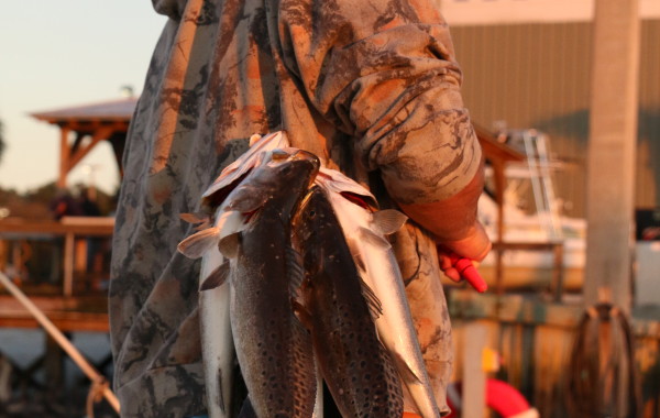 A stringer full of Trout