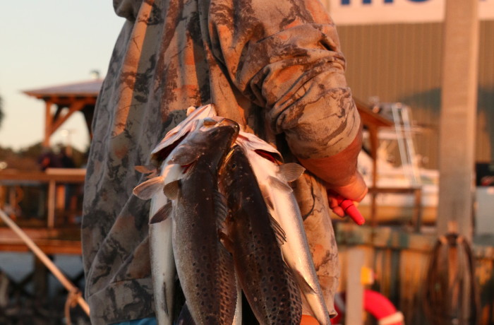 A stringer full of Trout
