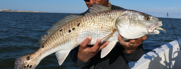 Spotted River Pumpkin on the Rapala XRap