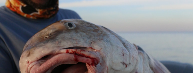 Jonathan Clark with a giant Black Drum