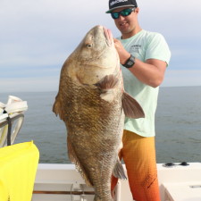 Huge Black Drum
