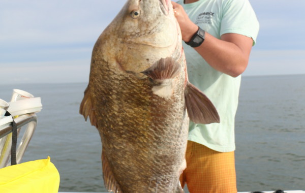 Huge Black Drum