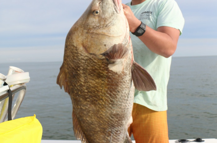 Huge Black Drum