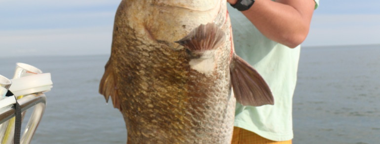 Huge Black Drum