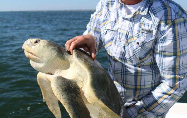 Chris with a very rare by-catch, a Kemps Ridley Sea Turtle