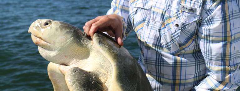 Chris with a very rare by-catch, a Kemps Ridley Sea Turtle
