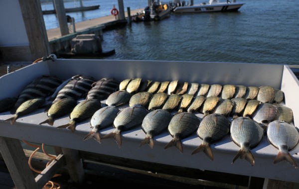 Freezer slap full of Porgy