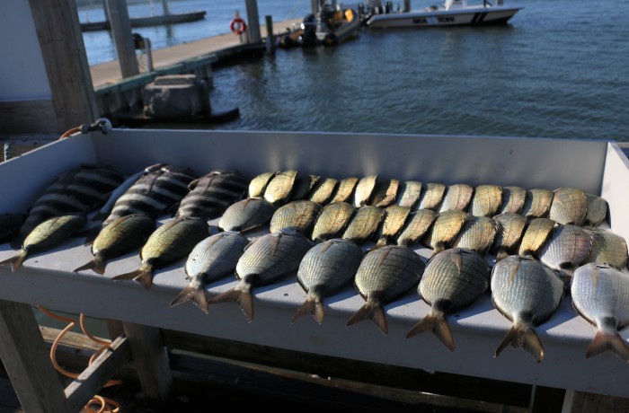 Freezer slap full of Porgy