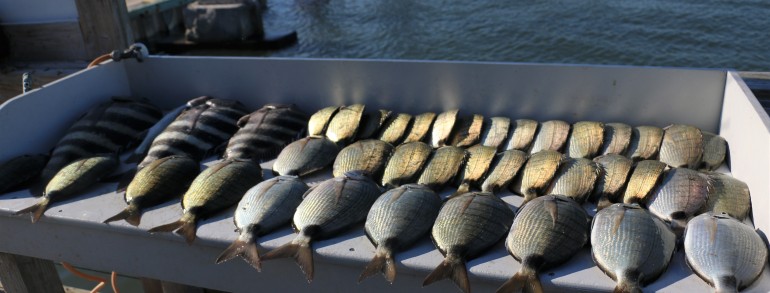 Freezer slap full of Porgy