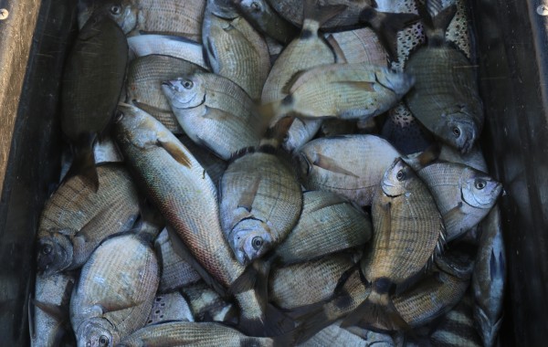 A loaded down dock cart