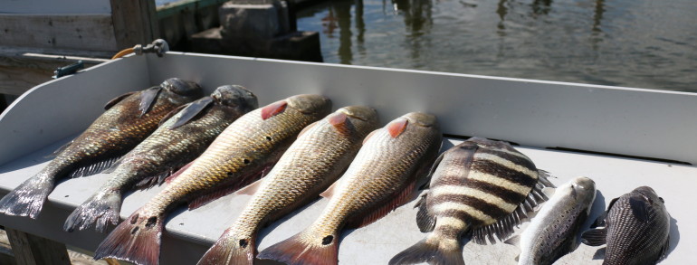 Limits of Red Fish