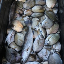 Time to sharpen the Fillet knife