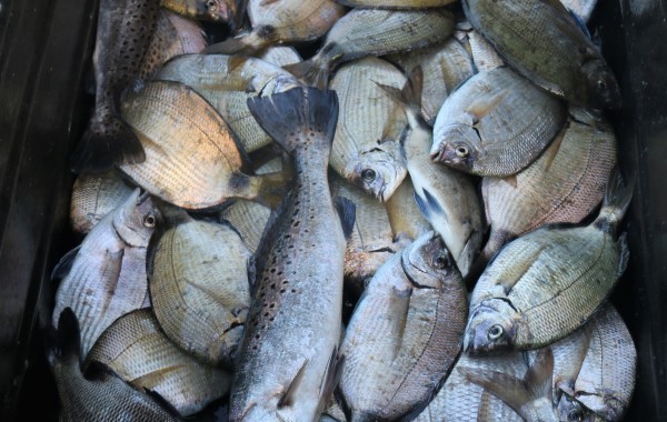 Time to sharpen the Fillet knife