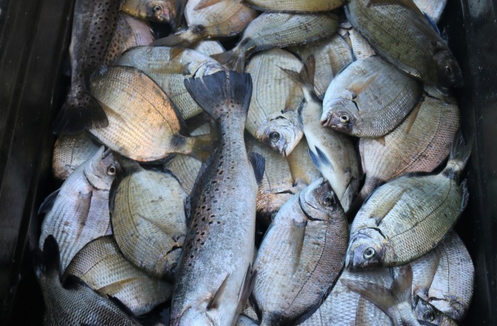 Time to sharpen the Fillet knife