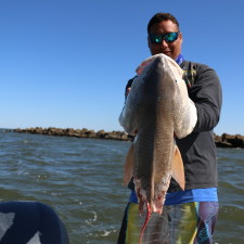 What a 50+ inch Bull looks like after a Black Tip Shark